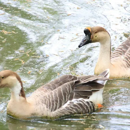 Le Giunchete シャレー カヴリーリア