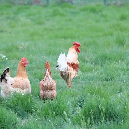 Chalé Le Giunchete Cavriglia